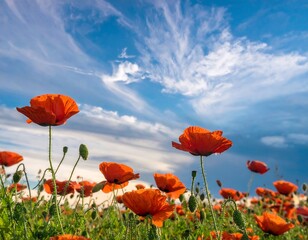Vibrant poppy field under a vibrant sky