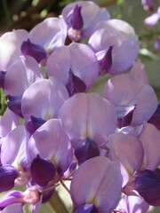 Zbliżenie na kwiaty rośliny z gatunku Wisteria © Kumulugma