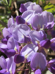 Zbliżenie na kwiaty rośliny z gatunku Wisteria © Kumulugma