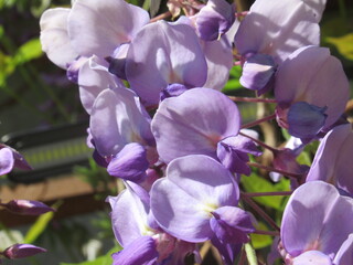 Zbliżenie na kwiaty rośliny z gatunku Wisteria © Kumulugma