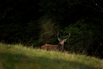 A red deer in the mating season. A deer during rutting season. A cervus elaphus in its natural habitat. 