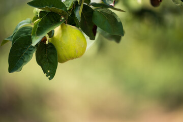 Quince fruit hanging from tree branch
