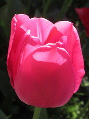 Zbliżenie na różowe tulipany © Kumulugma