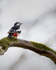 Great Spotted Woodpecker on Mossy Branch
