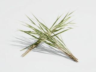 Light-green grass blades, crossed, cast shadows