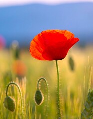 Vibrant poppy in golden field