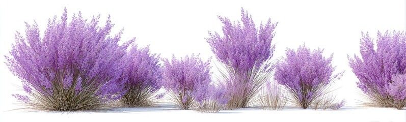 Multiple clusters of vibrant purple flowers, likely a type of shrub, presented in a horizontal arrangement against a white background.  The plants have a dense, bushy form