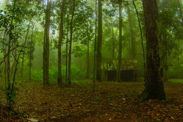 morning in the woods