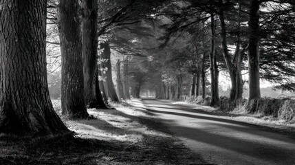 Tree-lined road disappearing into distance in grayscale, with dappled sunlight