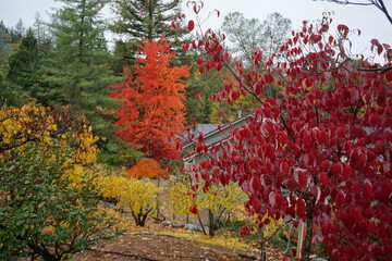 red maple tree in autumn and others in CA, USA