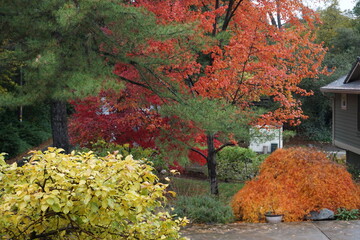 autumn trees in the park in CA, USA
