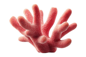 Close-up of pink coral on black background showcasing intricate marine patterns, cut out