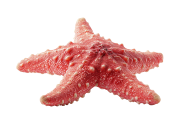 Vibrant red starfish with bumpy texture on black background, cut out