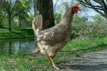 Charming Gray Chicken Gracefully Wandering Through a Lush Backyard Garden Bathed in Warm Spring Sunlight, Capturing the Essence of Rural Serenity and Nature's Beauty.