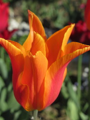 Zbliżenie na kwiaty pomarańczowego tulipana © Kumulugma