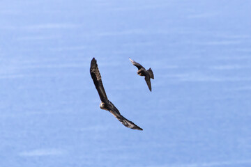 An eleonora's Falcon chasing a hunny Buzzard