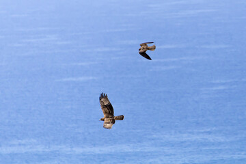 An eleonora's Falcon chasing a hunny Buzzard