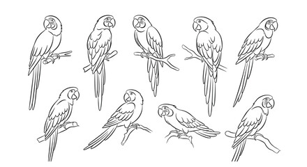 Collection of ten detailed drawings of parrots perched on branches.