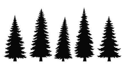 Obraz premium Silhouettes of evergreen coniferous trees in a row.
