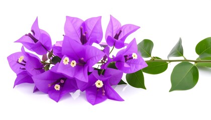 Vibrant purple bougainvillea blossoms