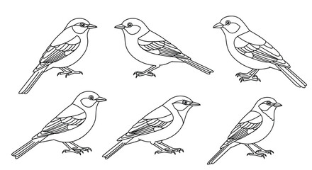 Six small birds with detailed wing and tail feathers stand still on a white background.