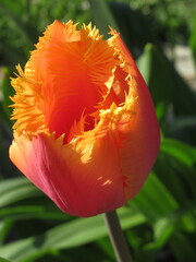 Zbliżenie na kwiaty pomarańczowego tulipana © Kumulugma