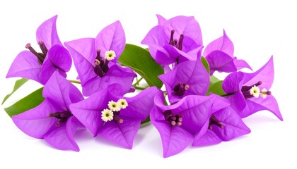 Vibrant purple bougainvillea flowers