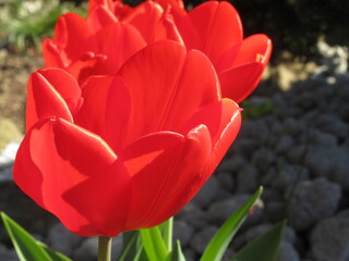 Zbliżenie na czerwone - wiosenne tulipany © Kumulugma