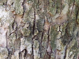 Brown, rough tree bark texture with a natural, abstract pattern of old wood