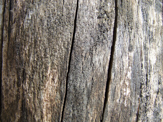 Detailed Macro of Natural Tree Stump Wood Grain Texture and Cracks

