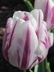 Zbliżenie na kwiaty biało-fioletowego tulipana © Kumulugma