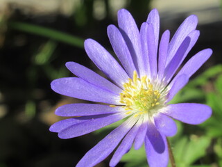 Zbliżenie na kwiat rośliny z gatunku Anemone  © Kumulugma