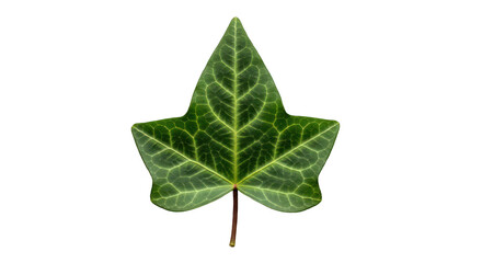 Crisp Green Ivy Leaf with Detailed Veins Against a Dark Background
