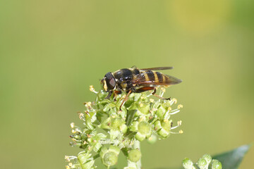 Close up male hoverfly, Yellow-barred Pond Fly, Sericomyia silentis, family Syrphidae. On flowering common ivy (Hedera helix). Dutch garden, September