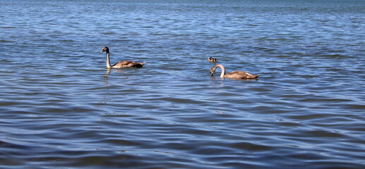 Swans and ducks swimming in Lake Balaton-Graceful swans and wild ducks swimming peacefully in Lake...