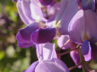 Zbliżenie na kwiaty rośliny z gatunku Wisteria © Kumulugma