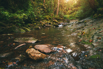 Mountain stream flowing over mossy stones and dark rocks in a dense, magical green forest with tall trees and bright sunbeams breaking through the canopy. Carpathians.