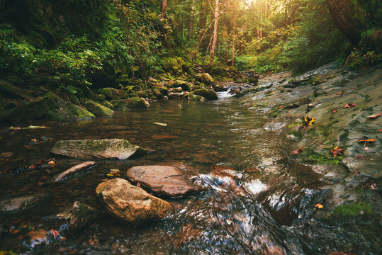 Mountain stream flowing over mossy stones and dark rocks in a dense, magical green forest with tall trees and bright sunbeams breaking through the canopy. Carpathians.