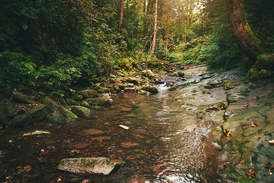 Mountain stream flowing over mossy stones and dark rocks in a dense, magical green forest with tall trees and bright sunbeams breaking through the canopy. Carpathians.