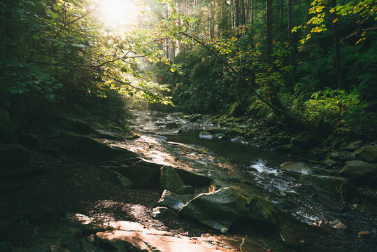 Mountain stream flowing over mossy stones and dark rocks in a dense, magical green forest with tall trees and bright sunbeams breaking through the canopy. Carpathians.