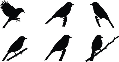 Bird silhouette collection, perched on branches, black vector birds, minimal wildlife design, nature illustration, isolated poses, artistic animal graphic, editable element