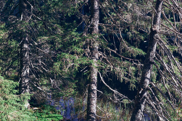 Landscape of the Totenåsen Hills Coniferous Forest Reserve, with old fir trees by the Fugletjernet Lake.