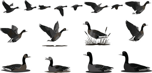 Wild goose vector illustration set, flying and swimming geese collection with realistic waterfowl poses, migratory bird design for nature, wildlife, lake, river themes