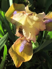 Zbliżenie na brązowe kwiaty irysa © Kumulugma