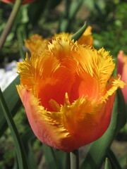 Zbliżenie na pomarańczowe tulipany © Kumulugma