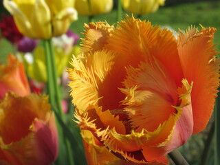 Zbliżenie na pomarańczowe tulipany © Kumulugma