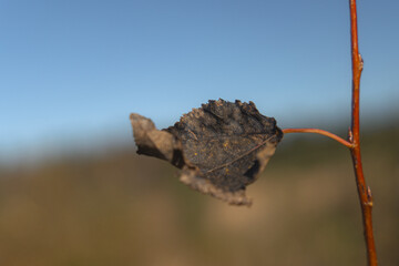 Dry Brown Leaf on Branch Against Blue Sky Close Up Symbol of Autumn and Nature Cycle
