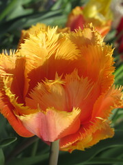 Zbliżenie na pomarańczowe tulipany © Kumulugma