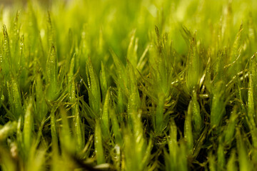 Fresh Green Moss Close Up with Natural Texture and Morning Dew in Forest Macro Background