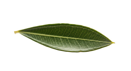 Vibrant Green Leaf with Detailed Veins Against a Pure Black Background